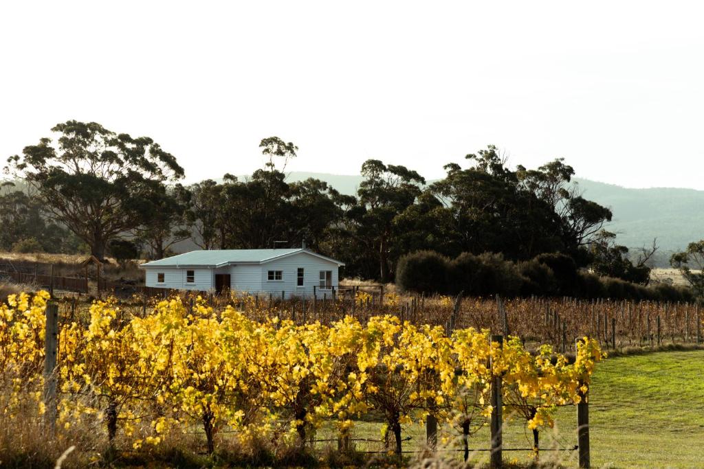 *New* Pip's Place at Lisdillon Vineyard, Little Swanport