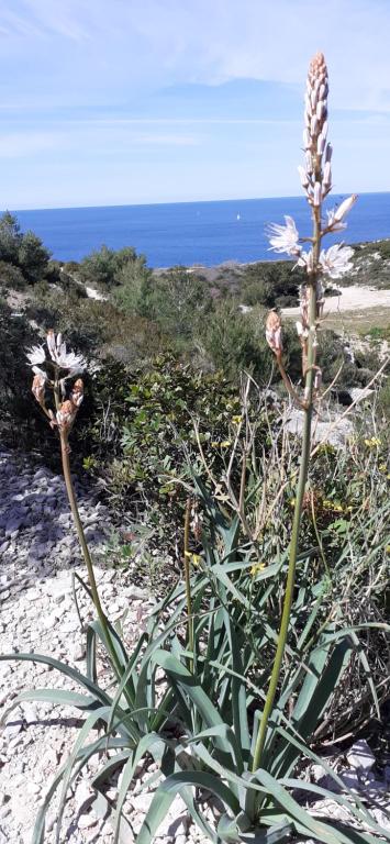 MAISON VUE MAGISTRALE SUR LE PORT ET CALANQUES DES GOUDES MARSEILLE - 5