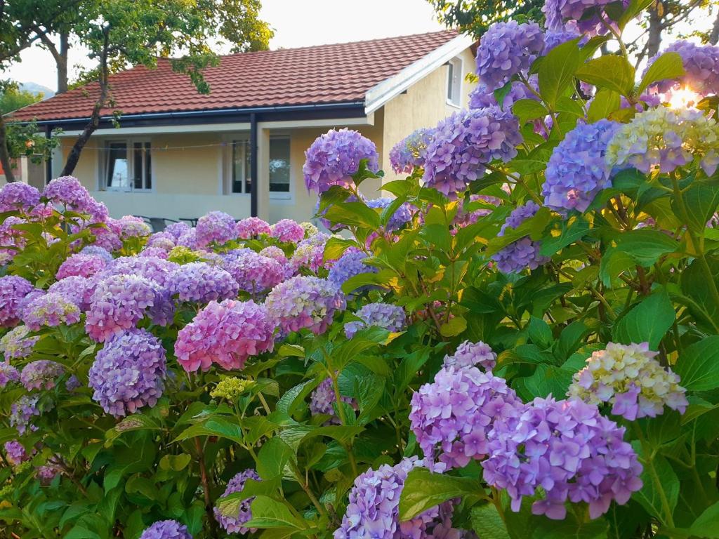 Cvjetni Apartmani — Hotel in Cetinje