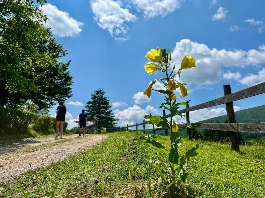 منظر