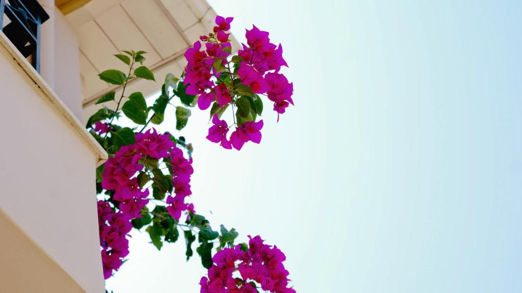 Villa Meliti photo