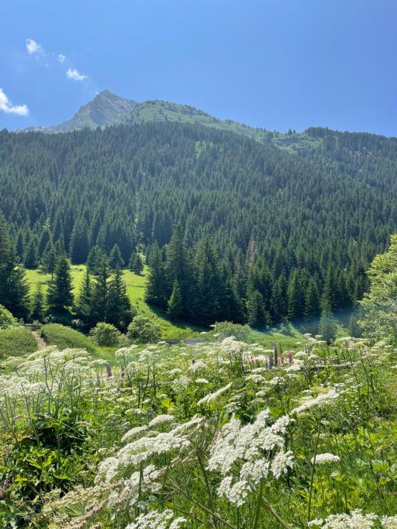 T2 vue sur le parc de la vanoise - 4