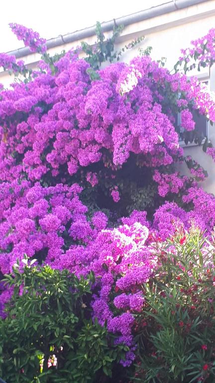 Apartment Lara, Medulin