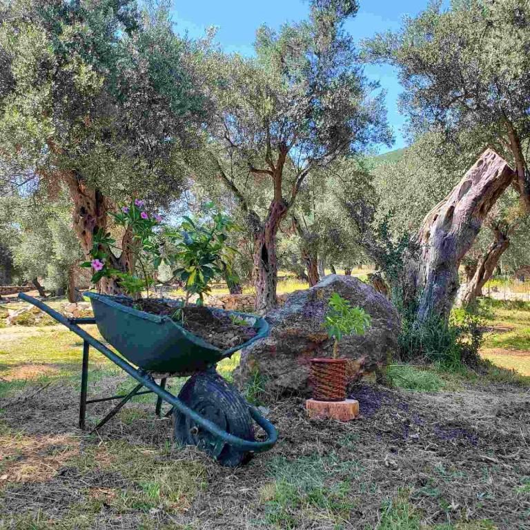 Coratina Cottage - 5