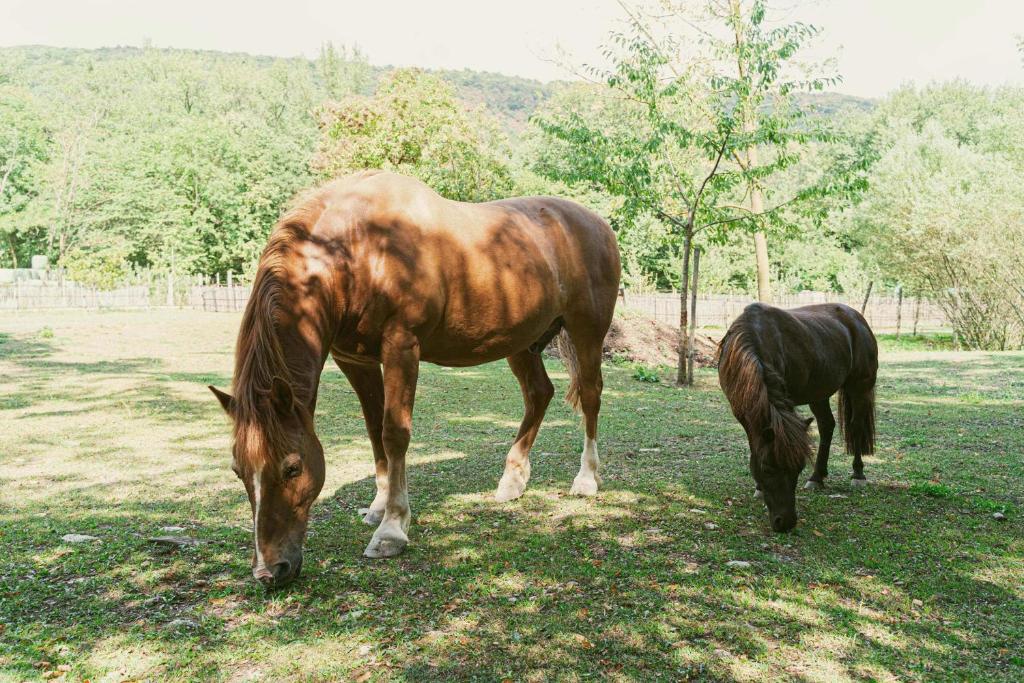 Ca Stella Camping del Monte San Giorgio photo