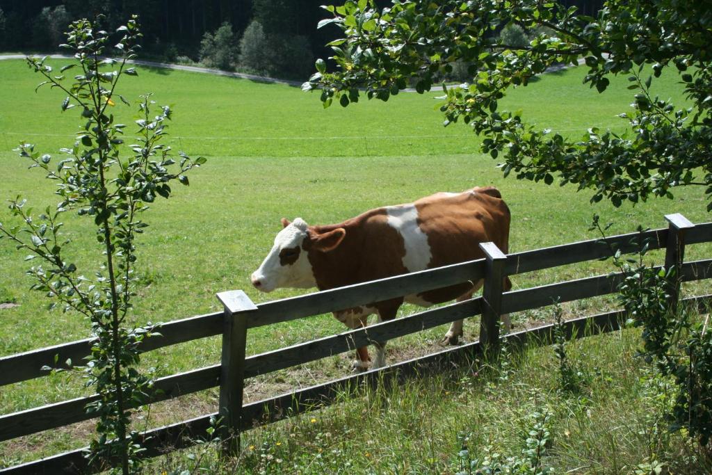 Ferienwohnungen Bachergut - 4