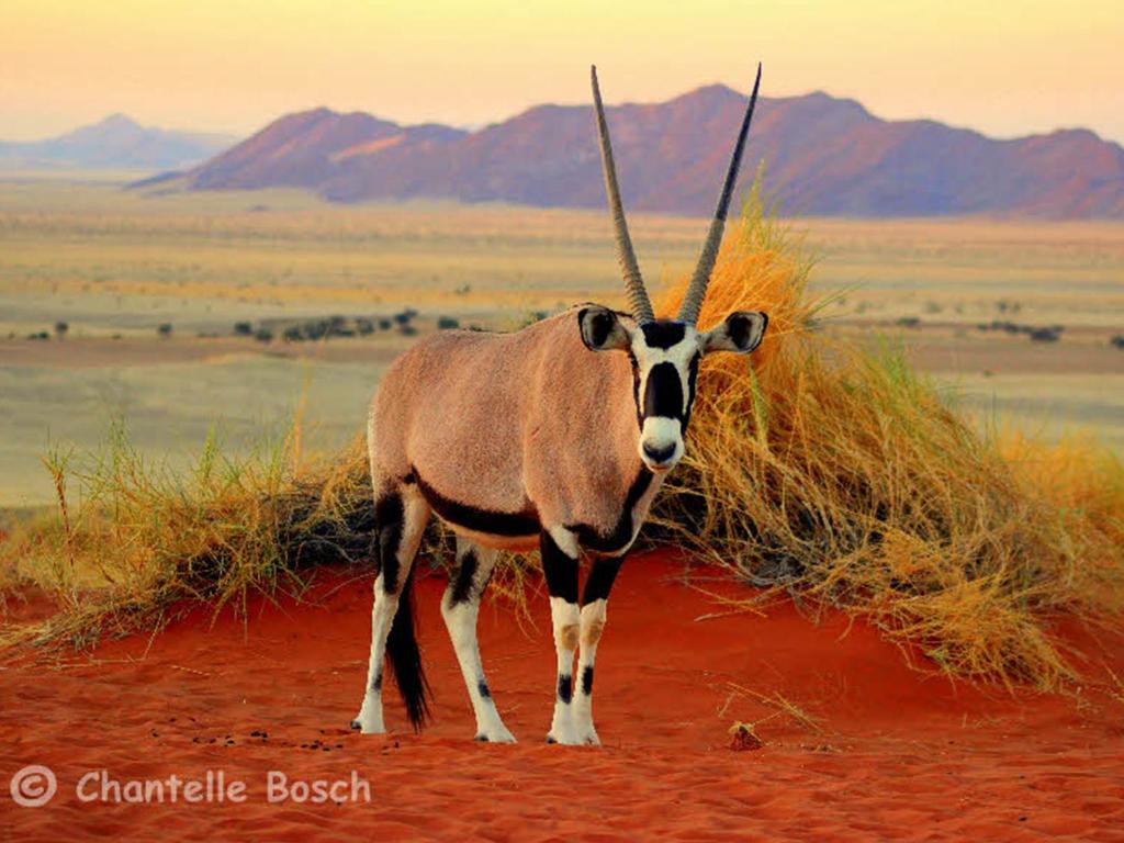Gondwana Namib Desert Lodge photo