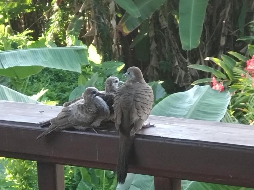 A Peace in Paradise Villas photo