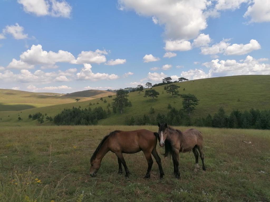 Brvnare Mir Zlatibor photo