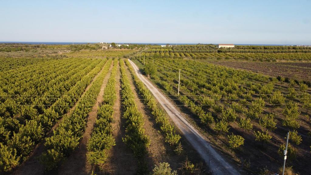 Tenuta Alessandra Noto - 5