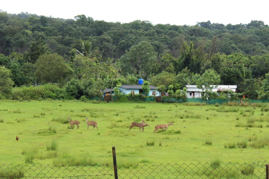 Jungle Homestay near Bandipur Mudumalai Masinagudi photo