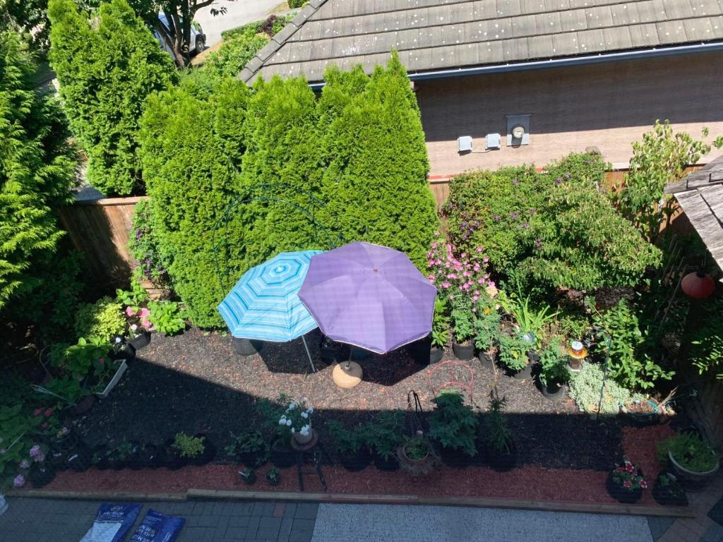 Rose garden photo