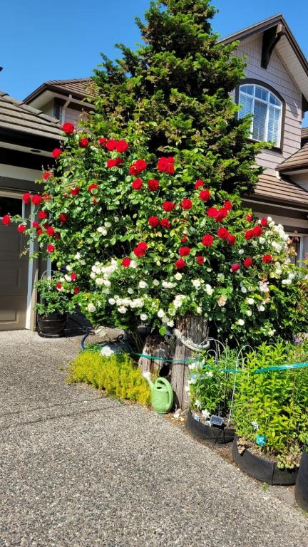 Rose garden photo