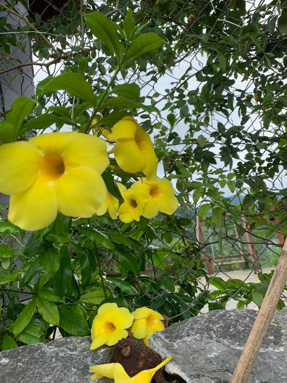 Mộc Châu Peachy Garden Homestay photo