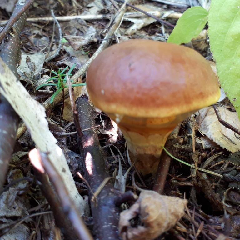 Surrounding environment