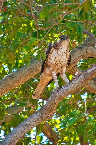 Pokuna Safari Eco Lodge photo