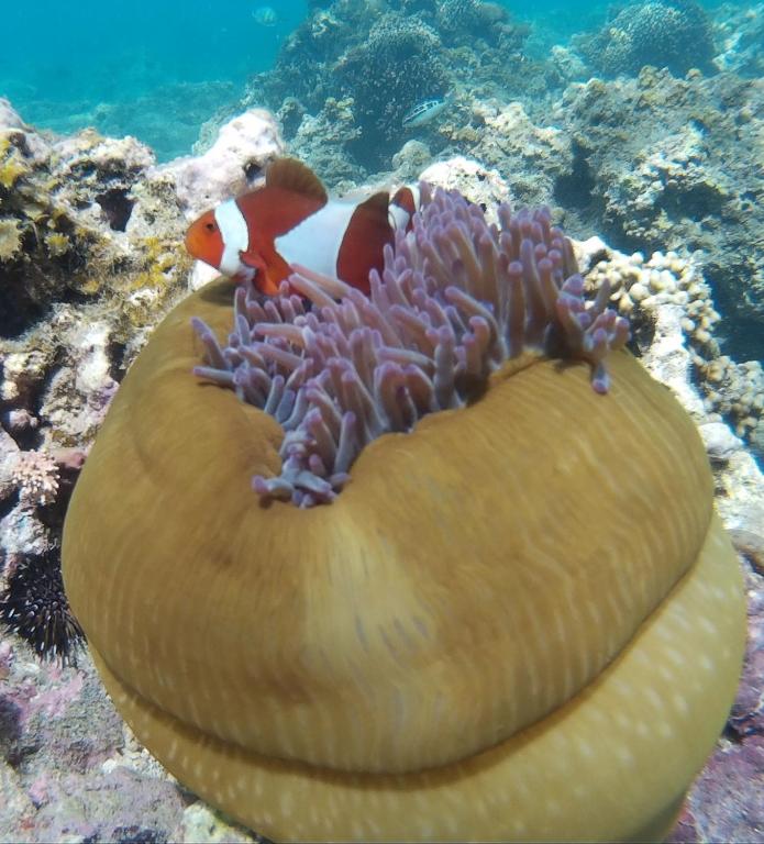 スポーツ/アクティビティ