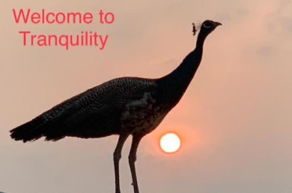 Tranquility Guest House photo
