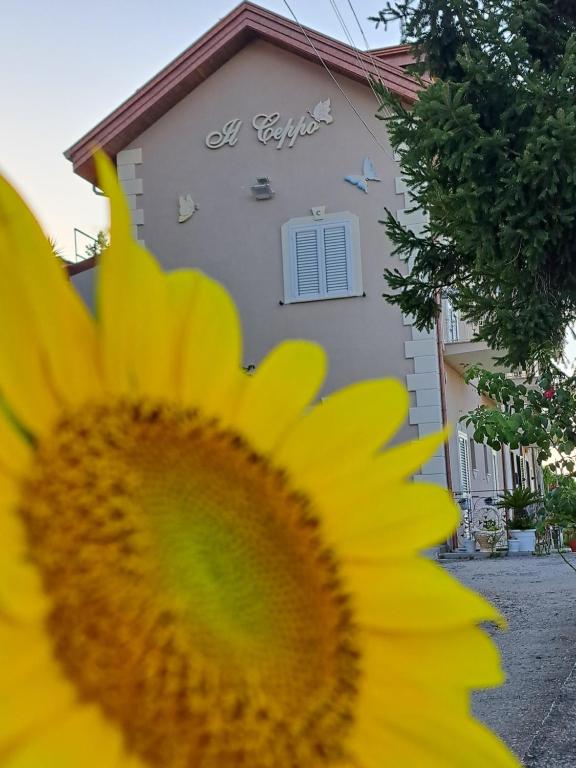 IL CEPPO sui sentieri per Amalfi photo
