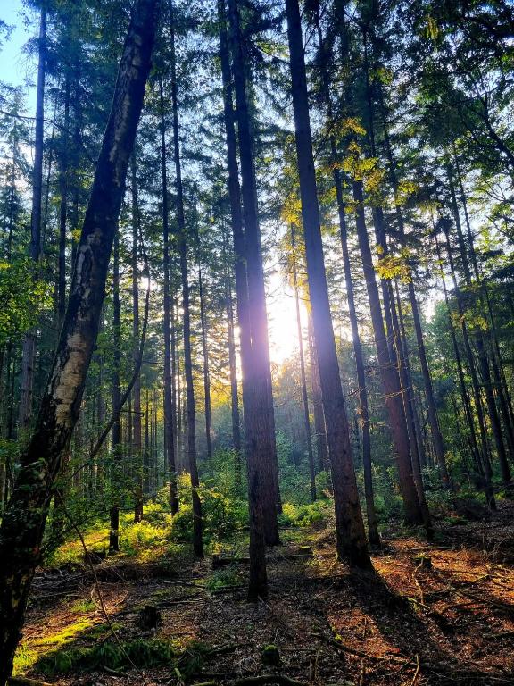 Chalet op een rustig park in de natuur, Putten