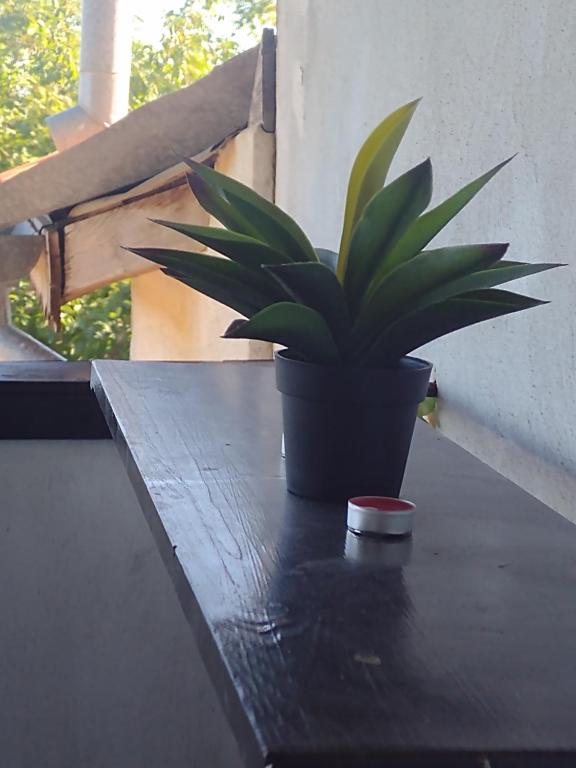 Guest House Plamena photo