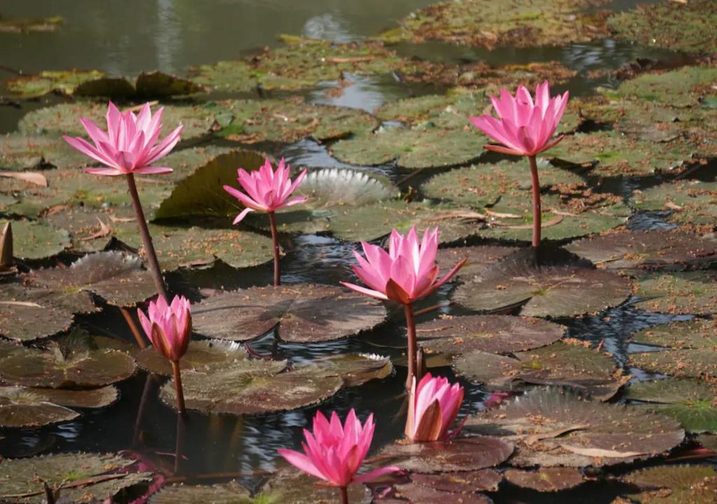 Villa Santiniketan photo