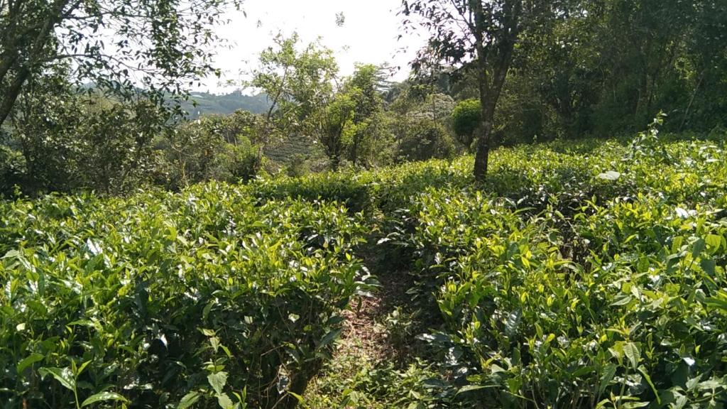green valley home stay vagamon 전경