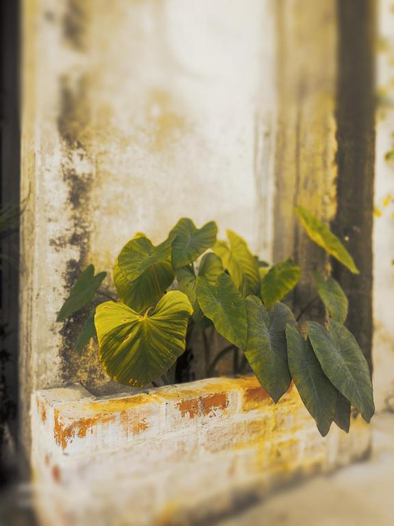 IPOH CONCRETE VILLA(12pax) rugged.vintage狂野复古.精品民宿 photo