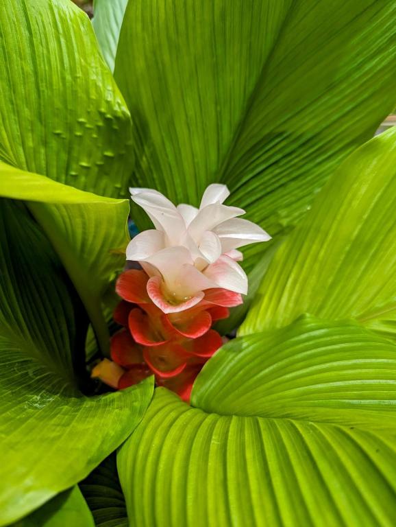 Hilo Luxury Suite photo