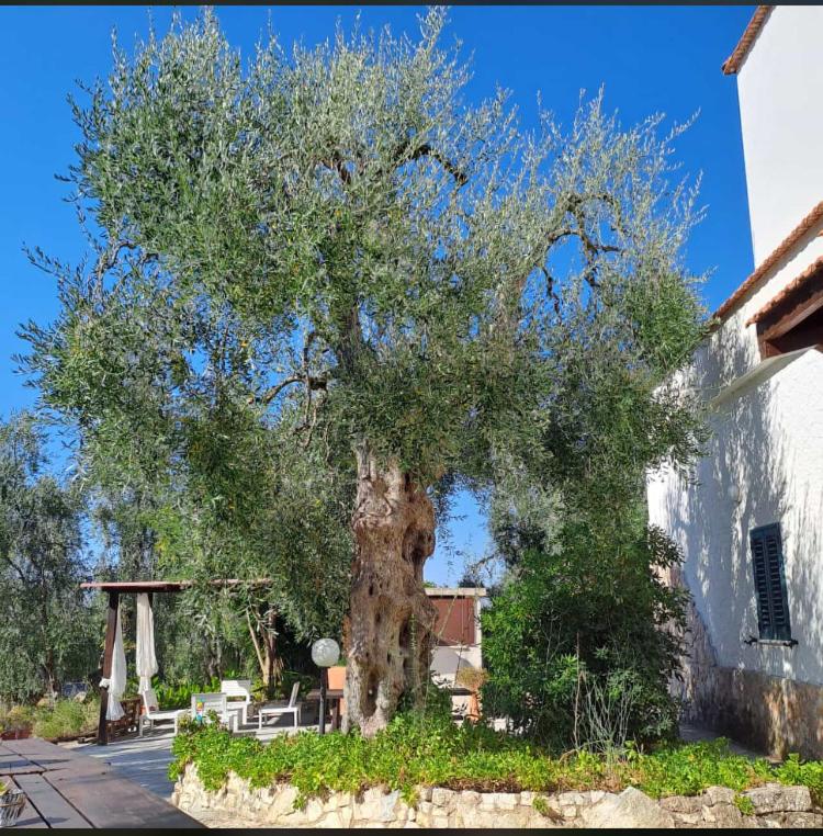 Azienda Agricola B&B Macchiaria - 4