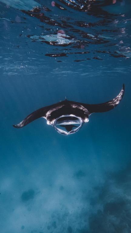 スポーツ/アクティビティ