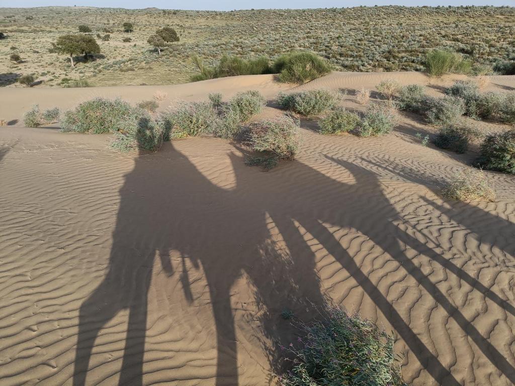 アクティビティ