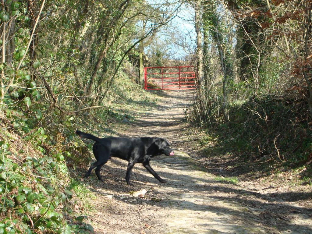Troedyrhiw Bed & Breakfast photo 4