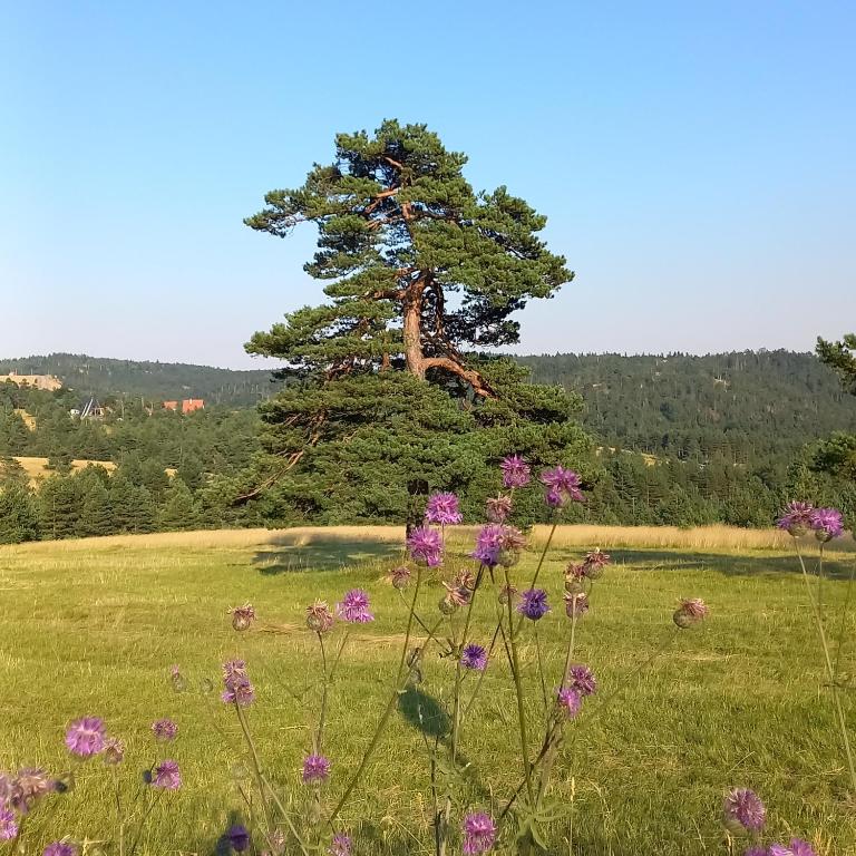 Apartman Popović - Vila Gorštak - 2