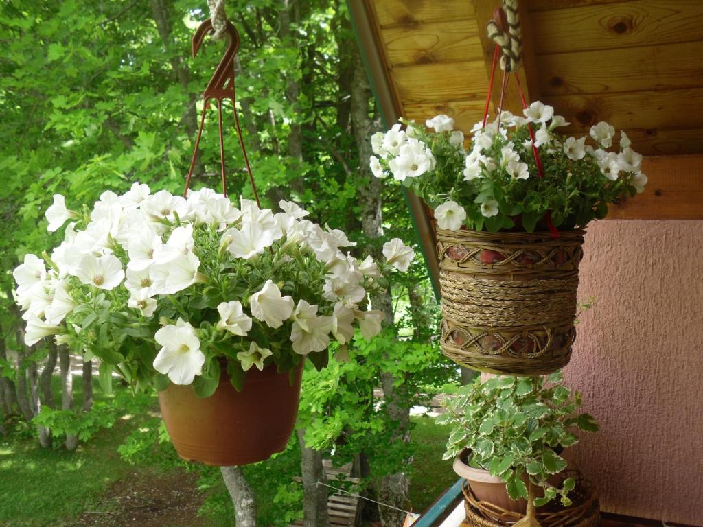 House Jaksic photo