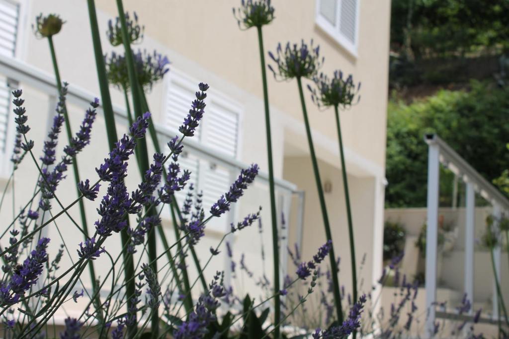 Apartments Lavanda - 2