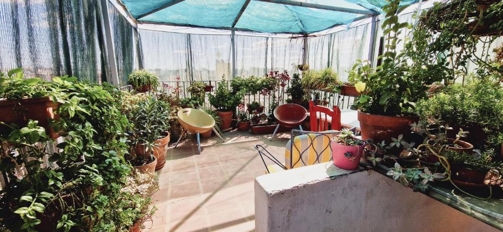 Garden, Huespedes Dolcevita Hostel in Madrid