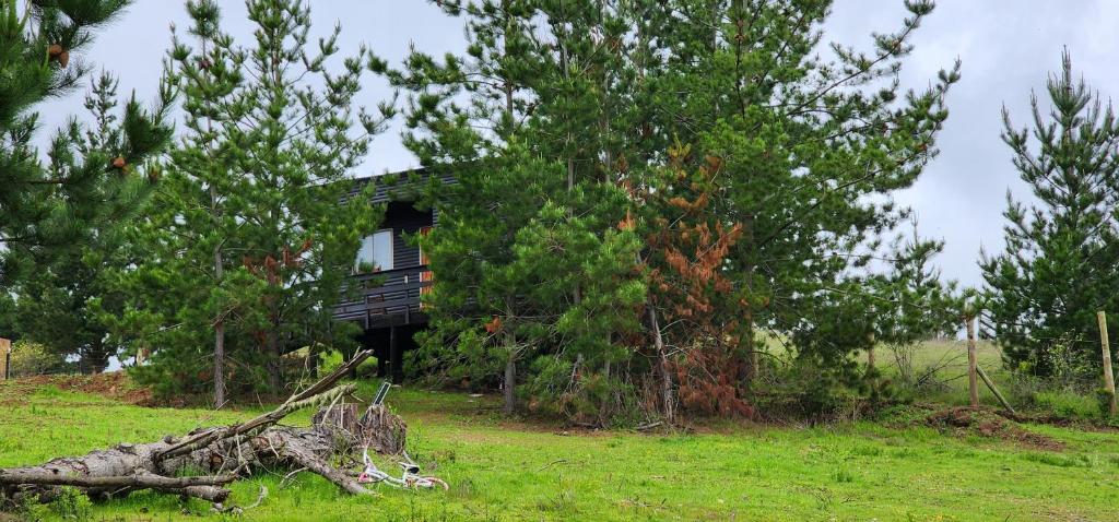 Ecobosque y cabañas - 2