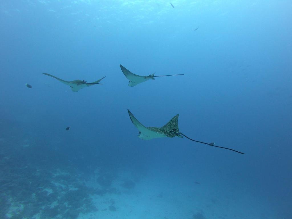 アクティビティ