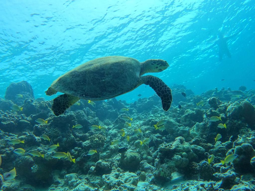 アクティビティ