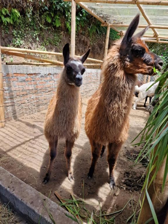 Goyava - Chambre familiale - Salento - 4