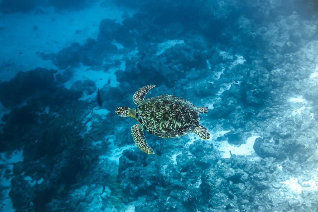 Surrounding environment