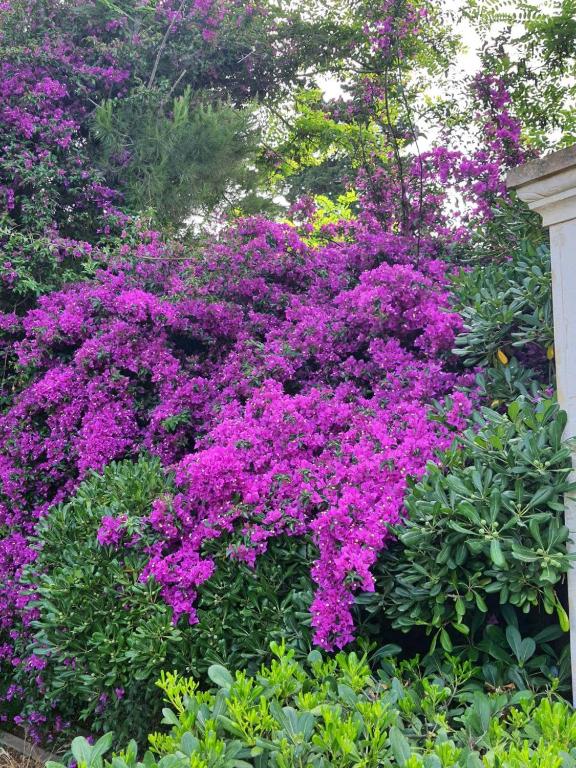 Il Giardino Incantato - 4