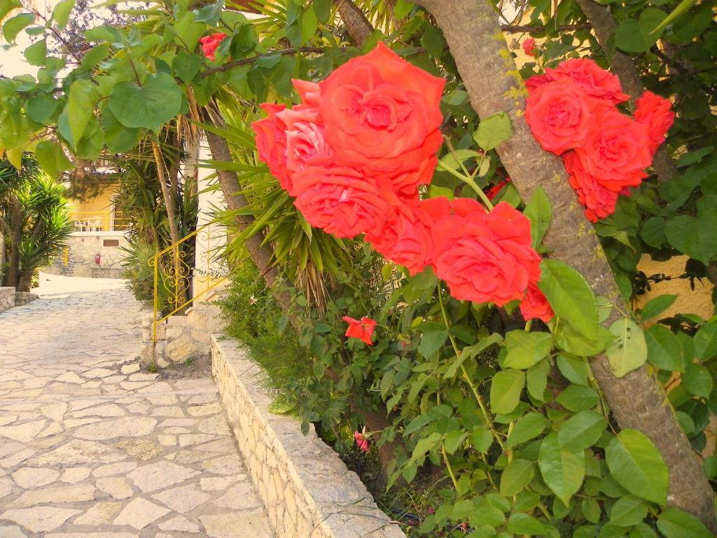 Mirabelle Hotel — Attractions in the area in Argassi, Ionian Islands