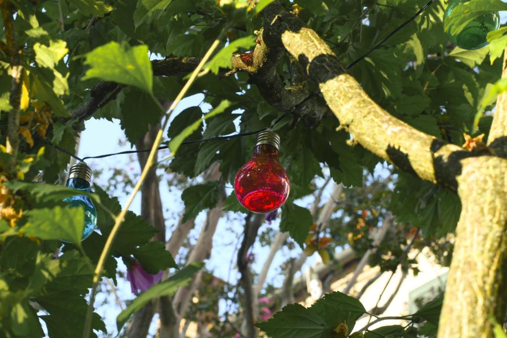Merli's Nest - 4