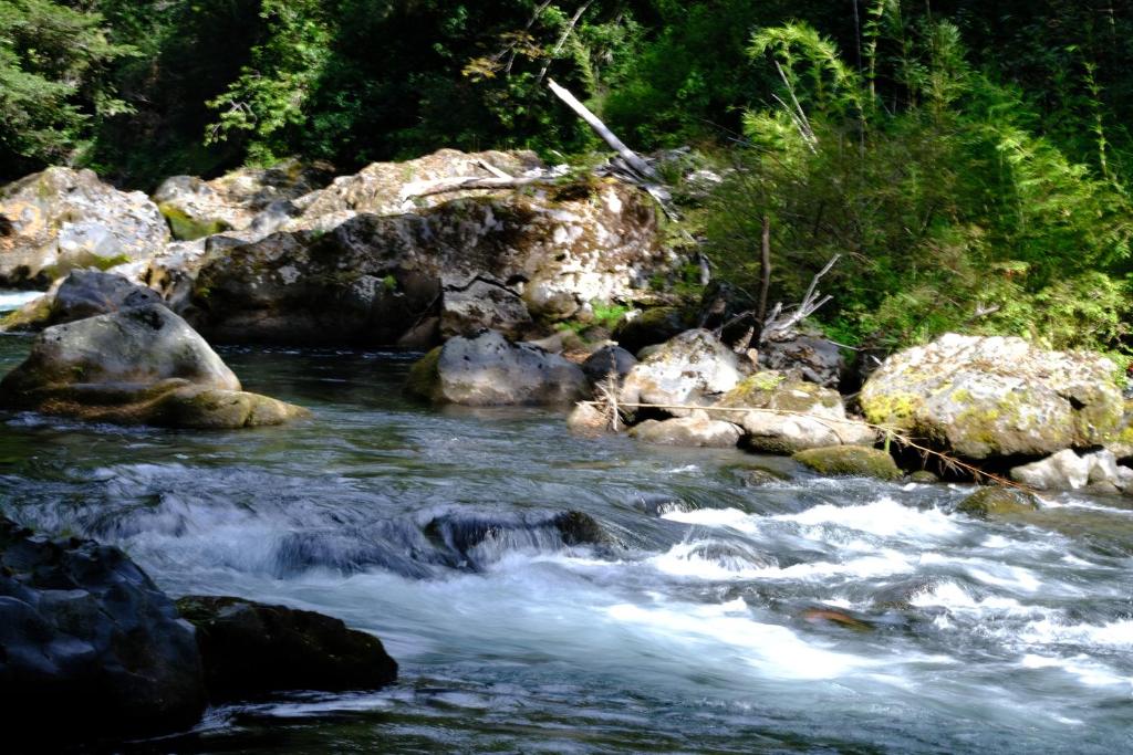 Cabaña Bosque Río - 3