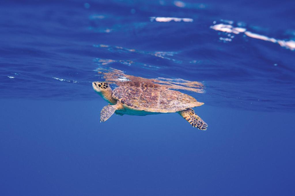 OBLU NATURE Helengeli-All-Inclusive with free Transfers — Attractions in the area in Helengeli, Kaafu