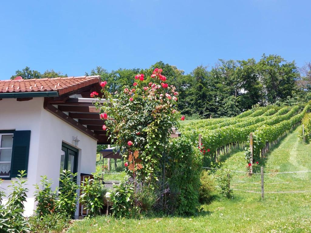 Wein & Wohnen MATZL - Ferienwohnung - 2