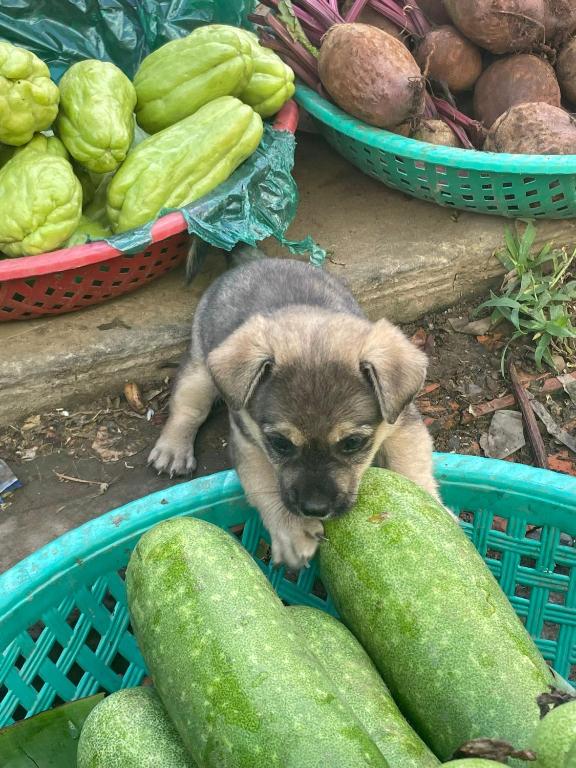 アクティビティ