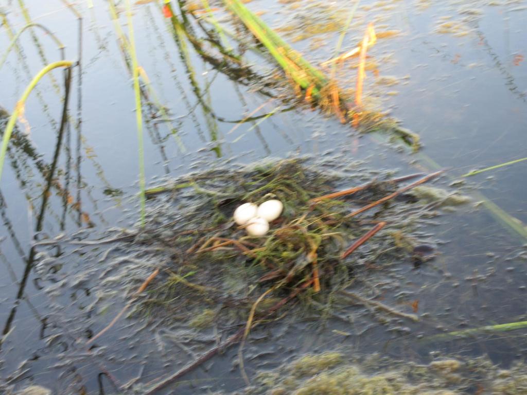 Surrounding environment